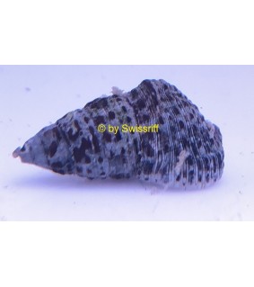 Cerithium litteratum