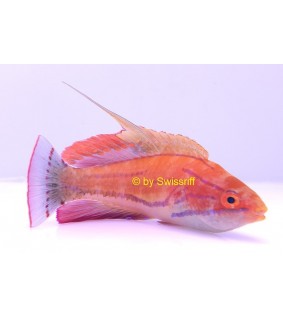 Paracheilinus Carpenteri male