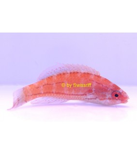 Paracheilinus Carpenteri female