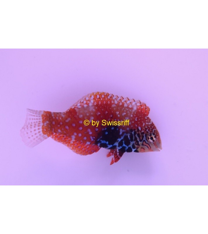Macropharyngodon bipartitus