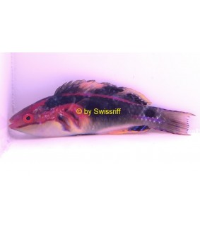 Cirrhilabrus exquisitus male