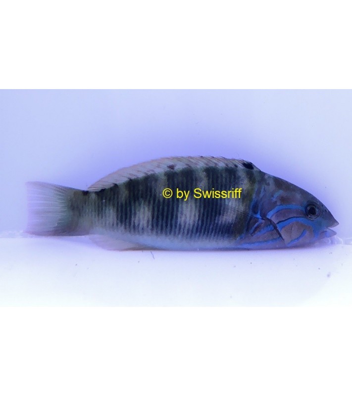 Thalassoma lunare