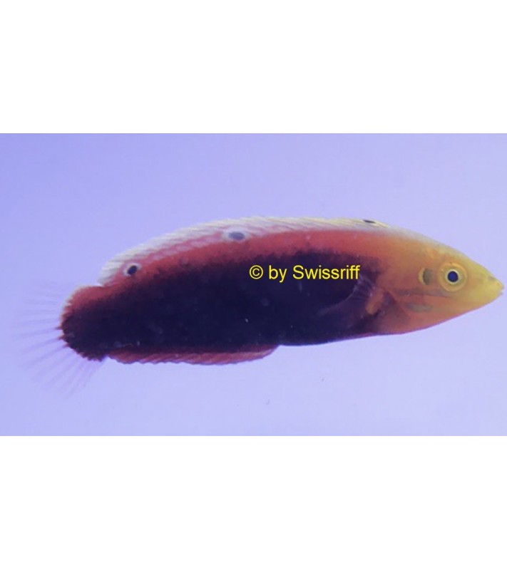 Halichoeres iridis