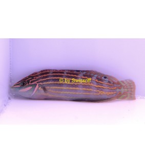 Halichoeres timorensis