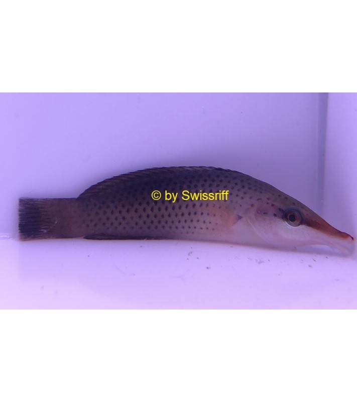 Halichoeres cosmetus