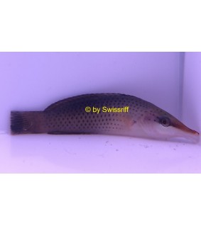 Halichoeres cosmetus