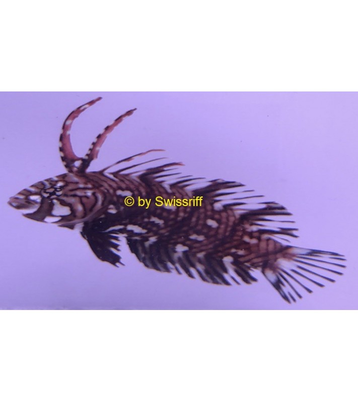 Novaculichthys taeniourus