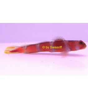 Amblyeleotris aurora