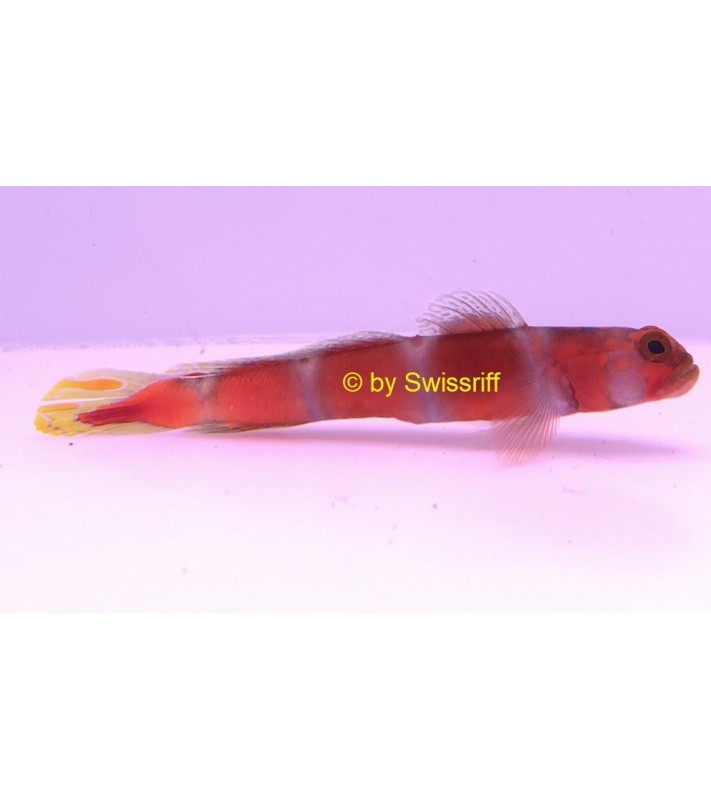 Amblyeleotris aurora