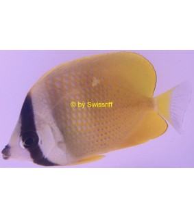 Chaetodon Kleinii
