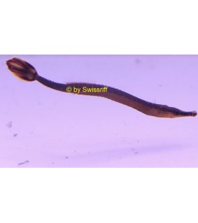 Doryrhamphus melanopleura