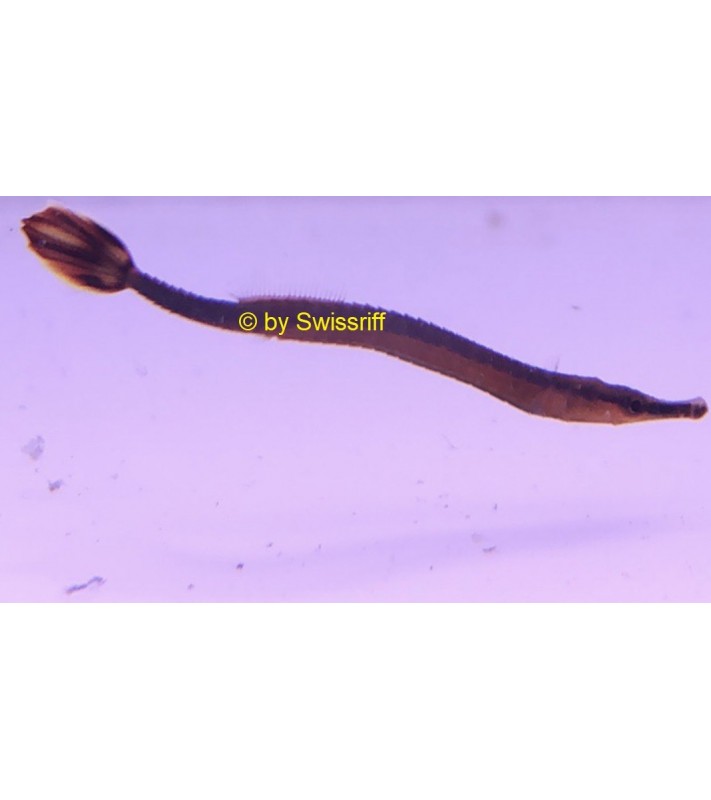 Doryrhamphus melanopleura
