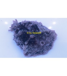 Dolabella auricularia