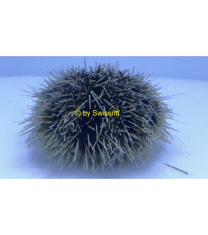 Mespilia SP.