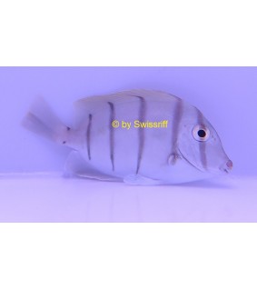 Acanthurus triostegus
