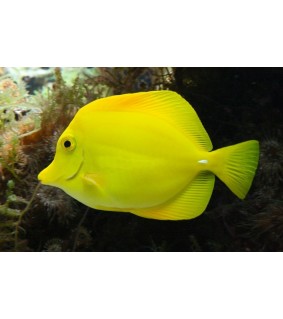Zebrasoma flavescens