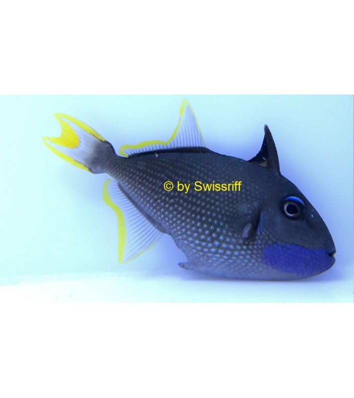 Xanthichthys Auromarginatus Male