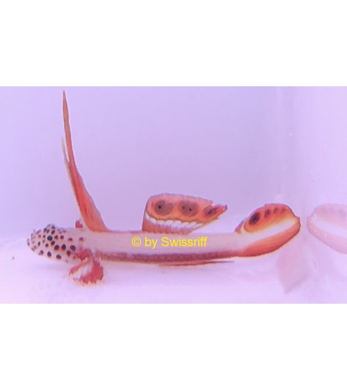 Discordipinna griessingeri