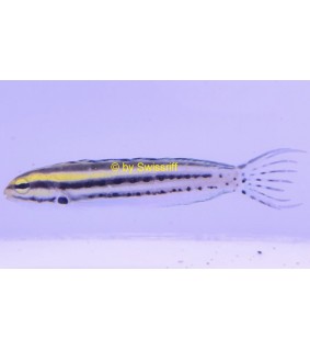 Meiacanthus grammistes
