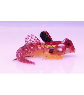 Synchiropus sp.
