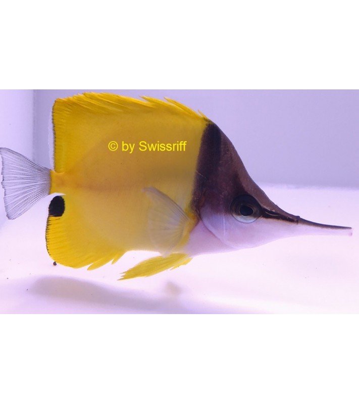 Forcipiger flavissimus