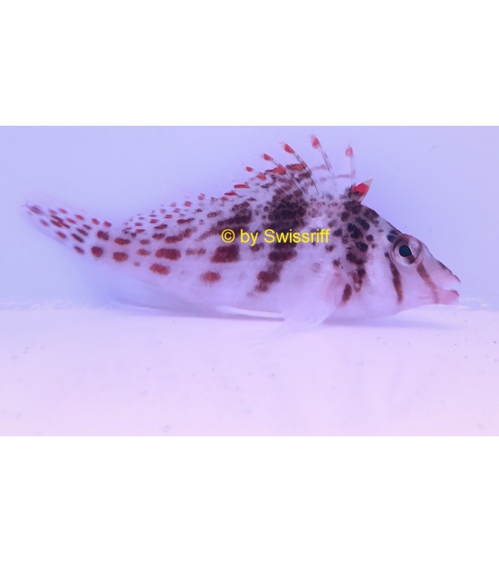 Cirrhitichthys falco