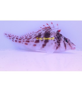 Cirrhitichthys falco