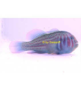 Gobiodon histrio