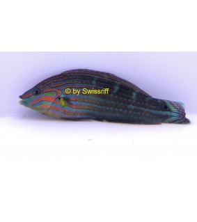 Halichoeres melanurus