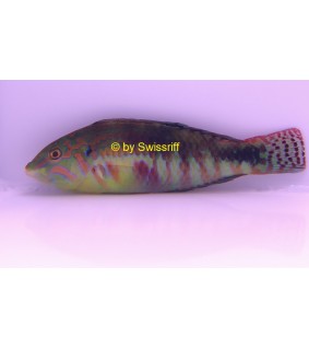 Halichoeres nebulosus