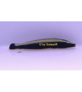 Halichoeres scapularis