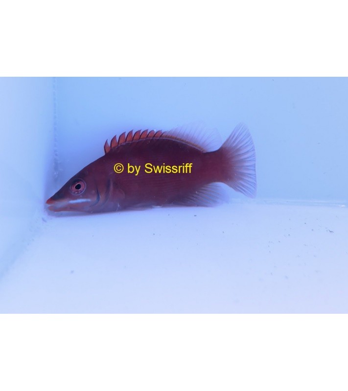 Pseudocheilinus evanidus