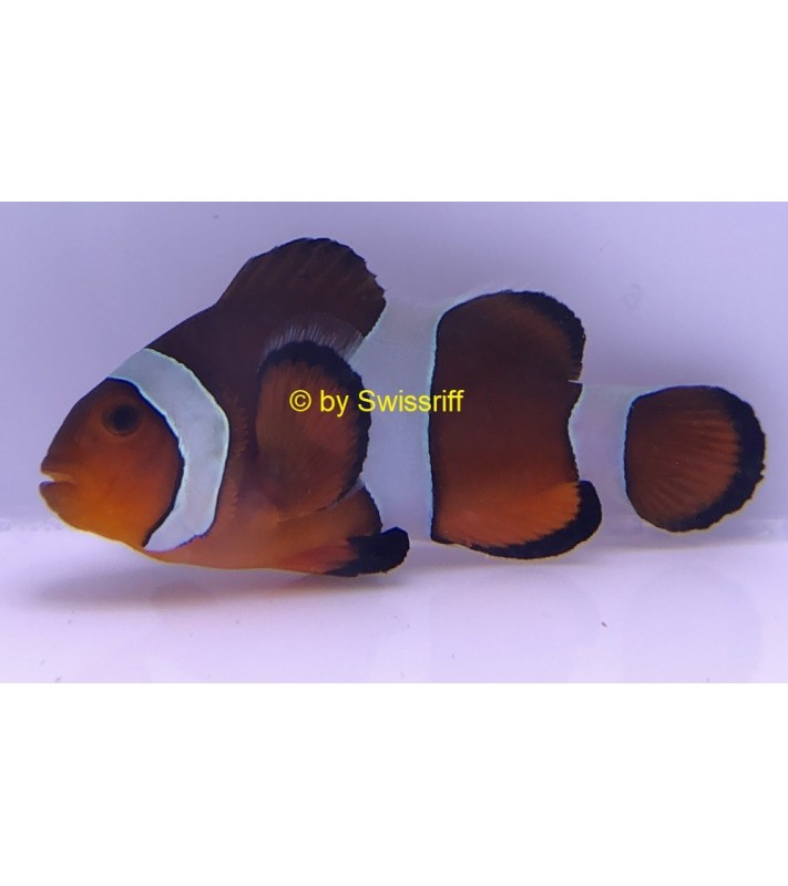 Amphiprion Ocellaris