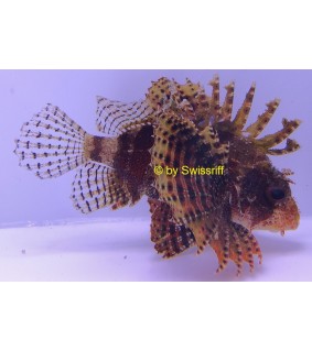 Dendrochirus brachypterus