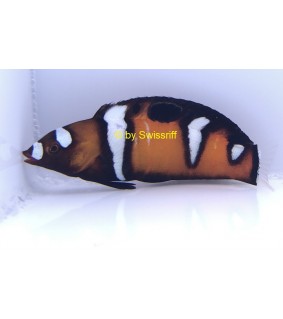 Coris formosa
