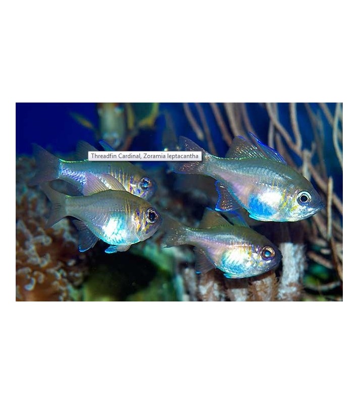 Zoramia leptacantha