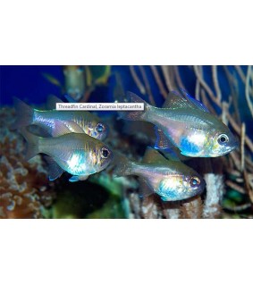 Zoramia leptacantha