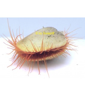 Lima scabra
