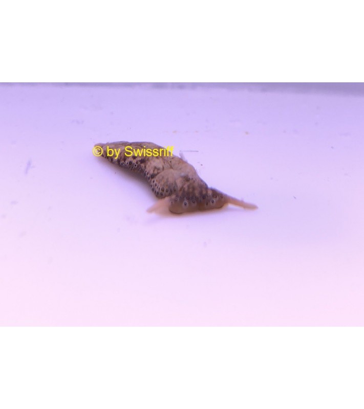 Plakobranchus ocellatus  