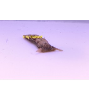 Plakobranchus ocellatus  