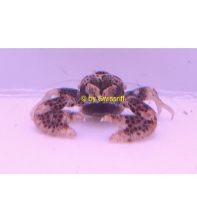 Neopetrolisthes Sp.