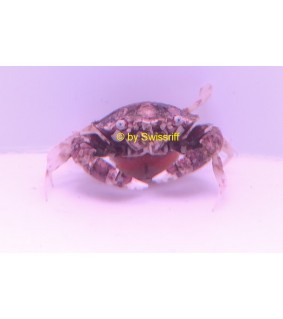 Trapezia rufopunctata