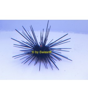 Diadema Setosum