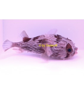 Diodon holocanthus