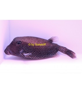 Ostracion meleagris female