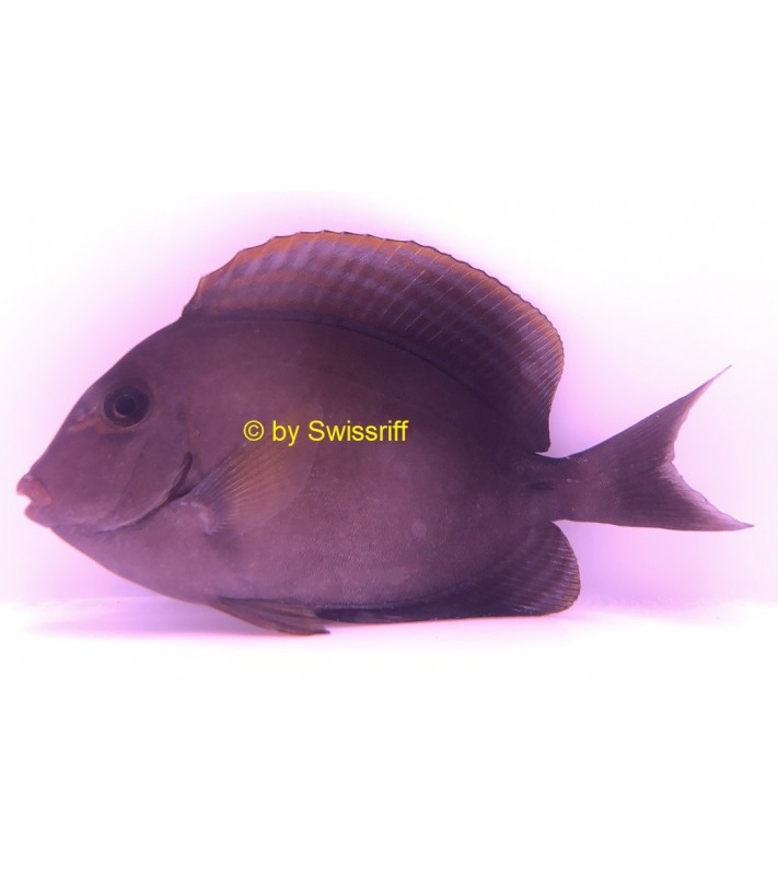 Acanthurus nigricauda