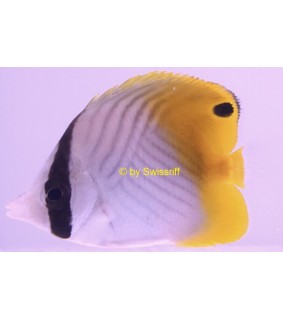 Chaetodon Auriga