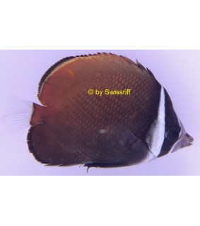 Chaetodon collare