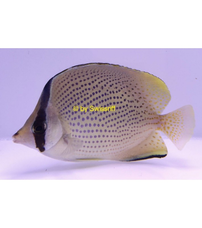 Chaetodon citrinellus