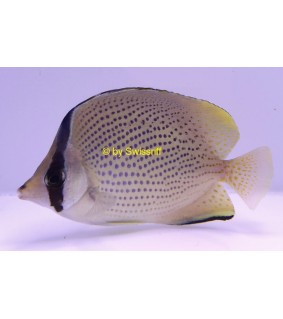 Chaetodon citrinellus